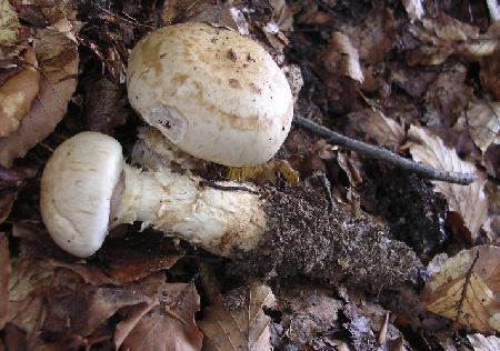 Myxocibe radicosa